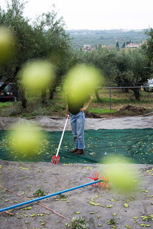 Ethical olive oil production — olive harvest in Greece