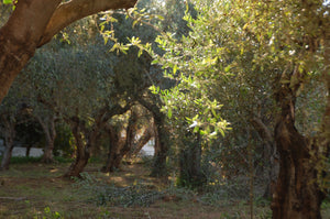 From farm to table — sustainably produced olive oil from our forest in Greece