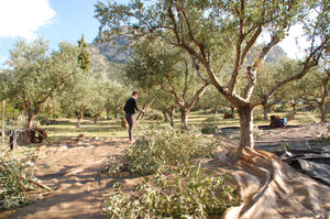 Honest Toil — family-owned olive farm in Greece